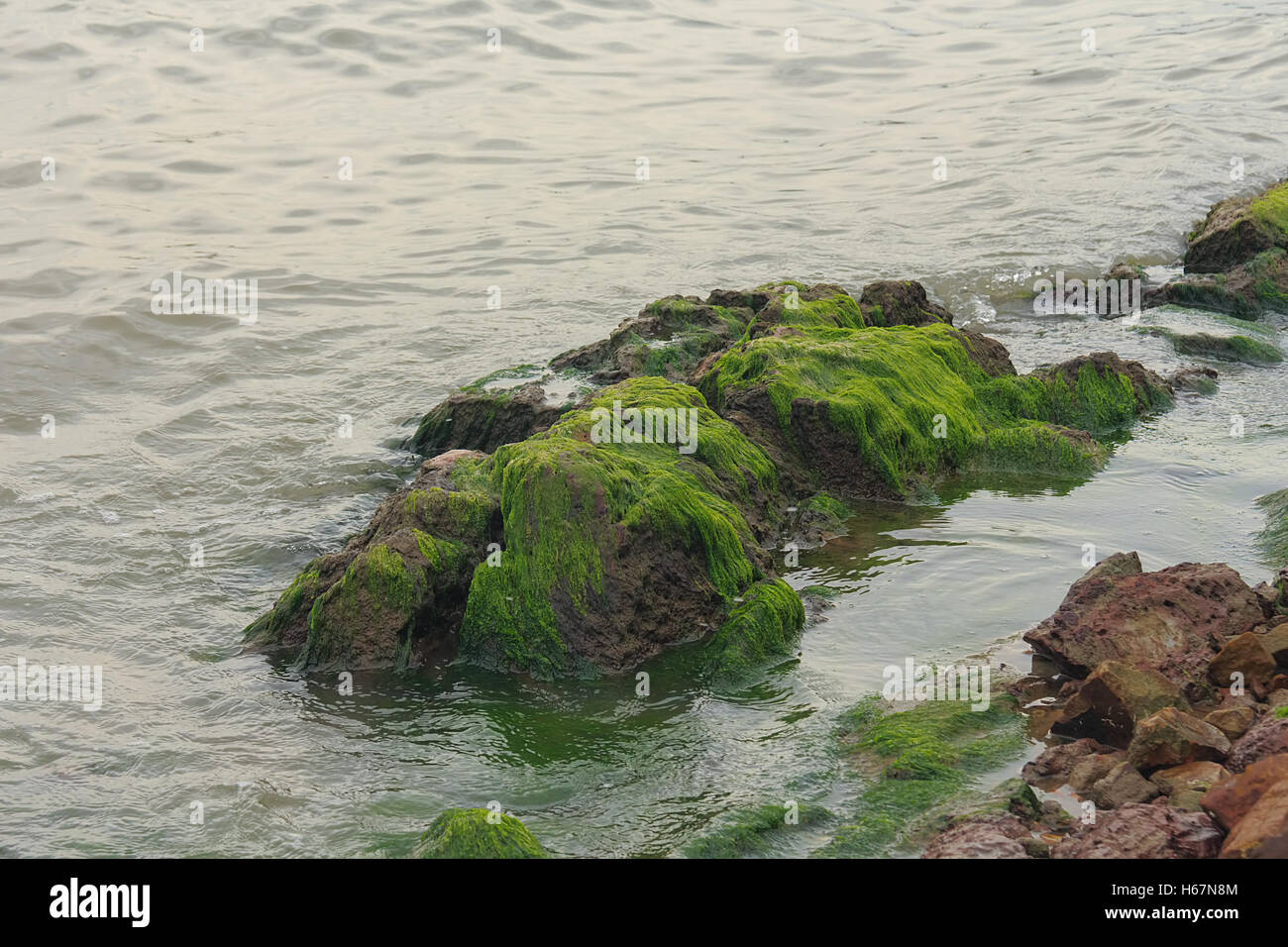 Taacrgngm, grün, Natur, Hintergrund, Muster, niemand, abstrakt, rock, alt, Oberfläche, Sommer, Textur, weiß, Bild, Blatt, Baum, Stockfoto
