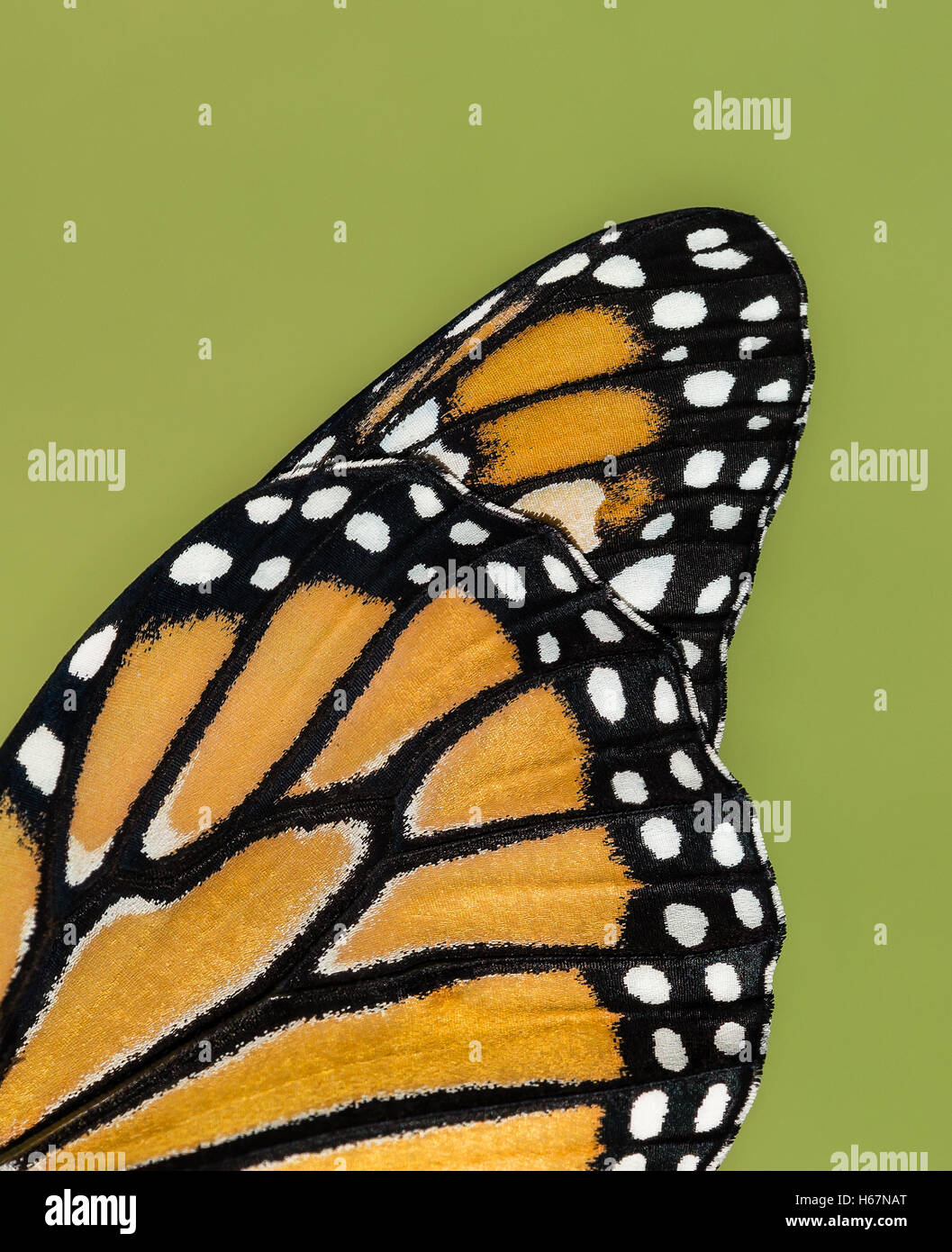 Closeup Details der Monarchfalter (Danaus Plexippus) Flügel vor natürlichen grünen Hintergrund Stockfoto