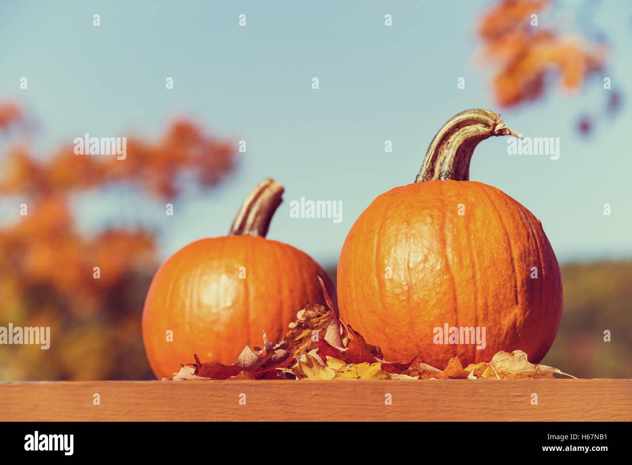 Kürbisse gegen Herbst Bäume und blauer Himmel Stockfoto