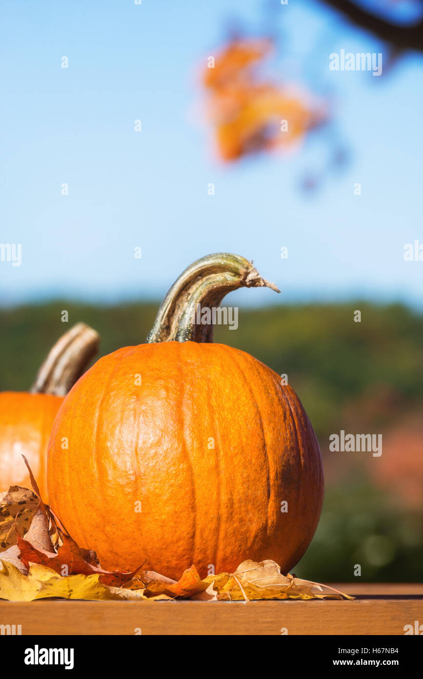 Kürbisse gegen Herbst Bäume und blauer Himmel Stockfoto