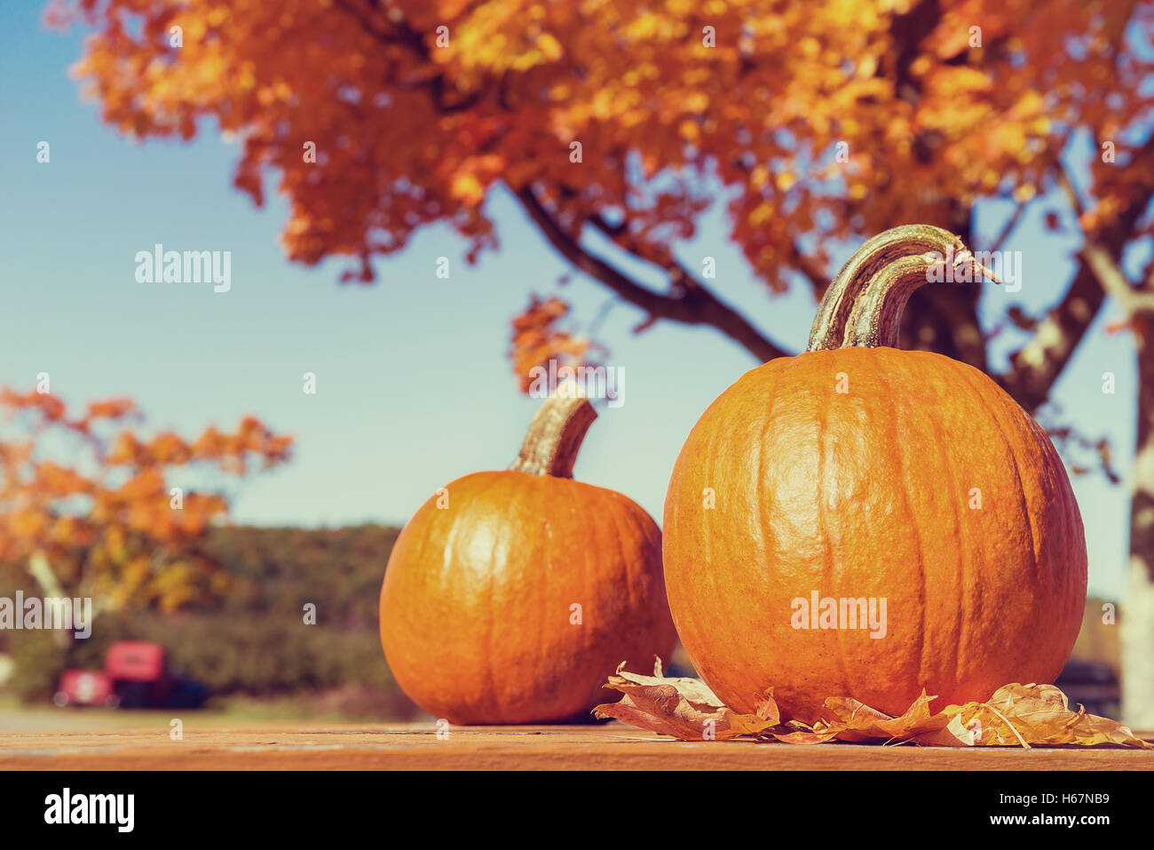 Kürbisse gegen Herbst Bäume auf dem Bauernhof Stockfoto