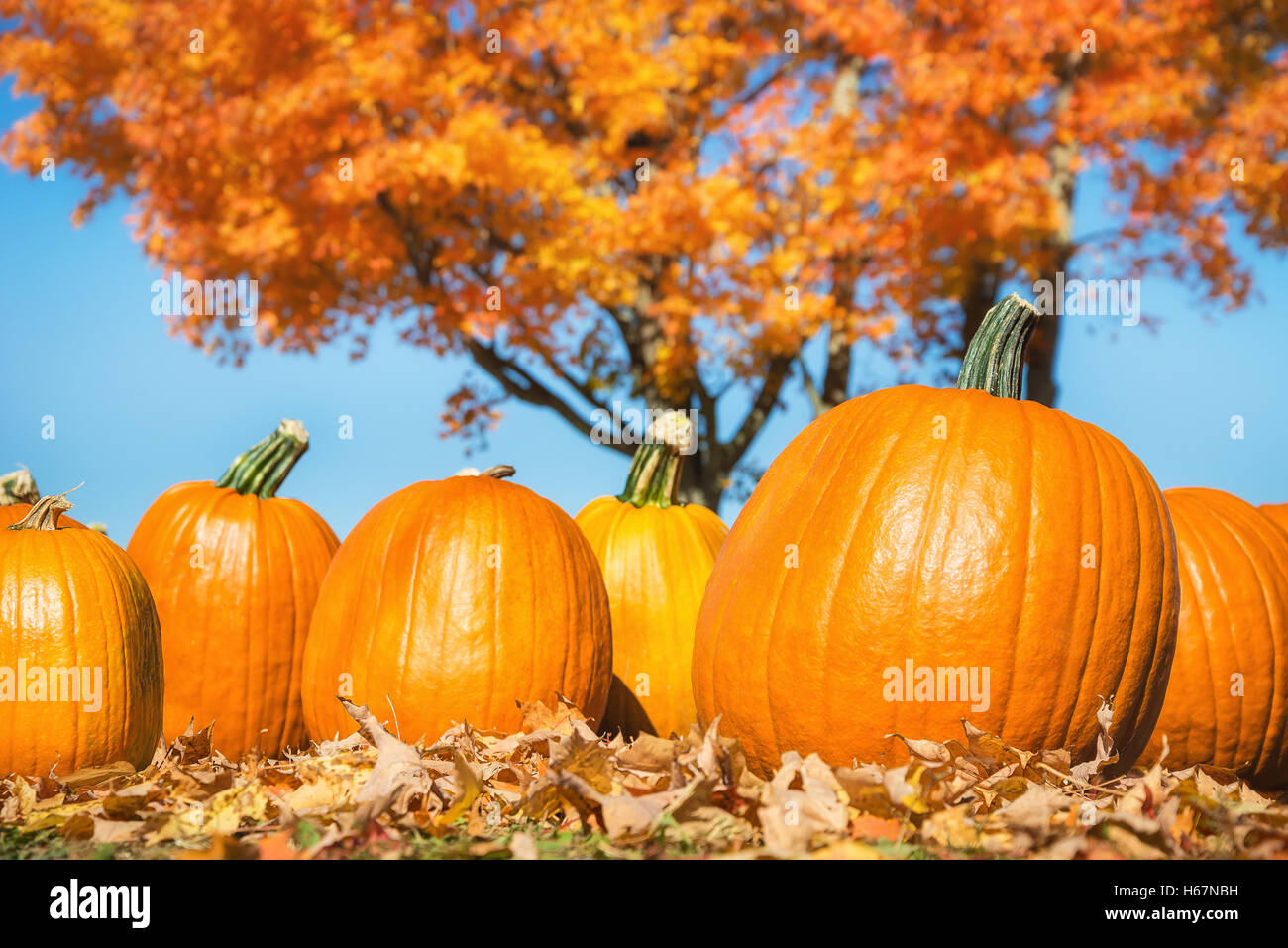 Kürbisse gegen Herbst Bäume und blauer Himmel Stockfoto