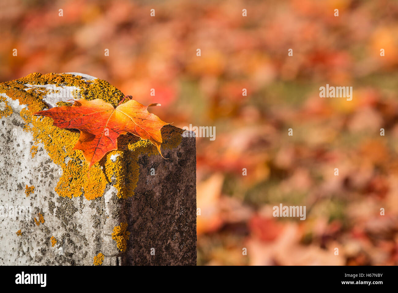 Gefallenen Ahornblatt auf Grabstein in herbstlichen Friedhof Stockfoto