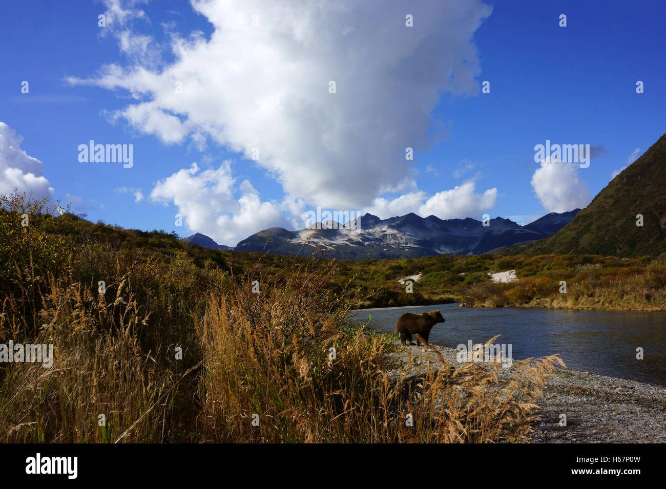 Hybriden (Ursus Arctos) auf Kinak Fluss, Vulkanberge, Cumulus-Wolken, Katmai Nationalpark, Alaska Stockfoto