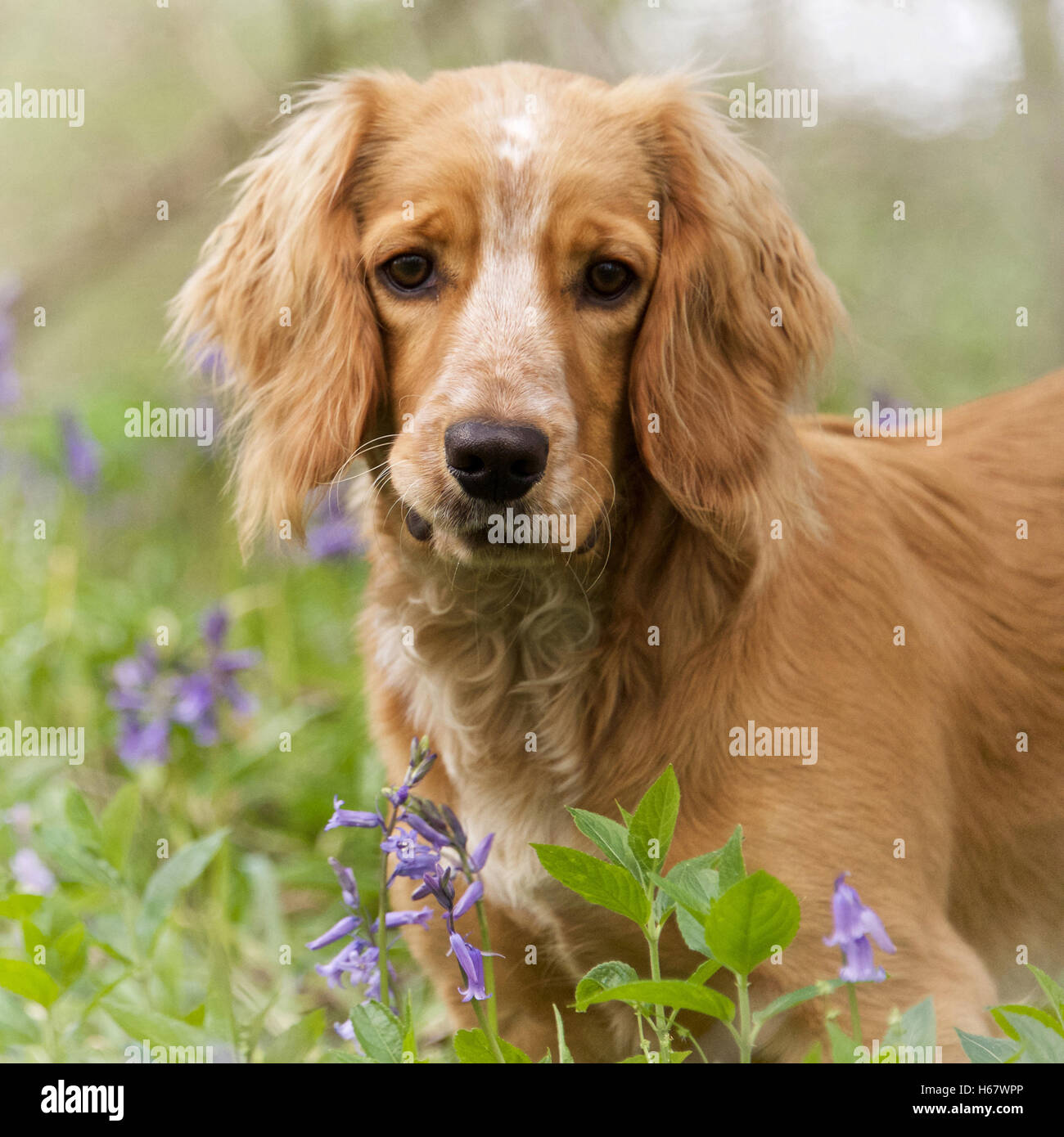 Goldene Cocker Spaniel in einem Patch von Glockenblumen Stockfoto