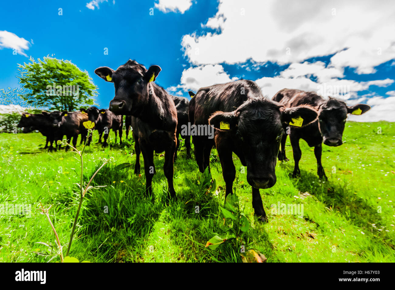 Aberdeen Angus Kühe in einem Feld. Stockfoto