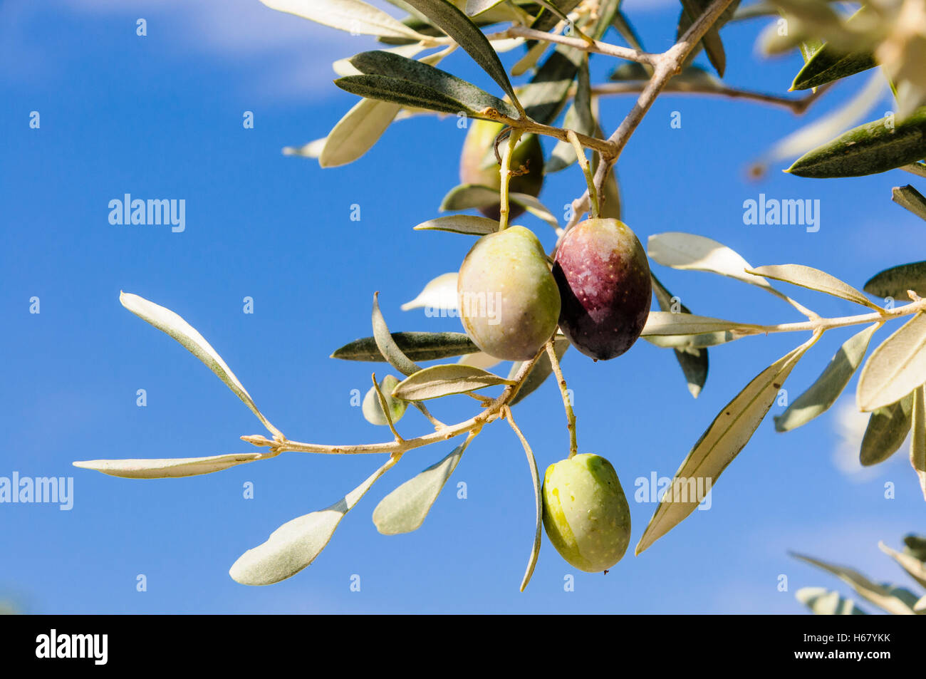 Oliven wachsen auf einer Olive Tree Stockfoto