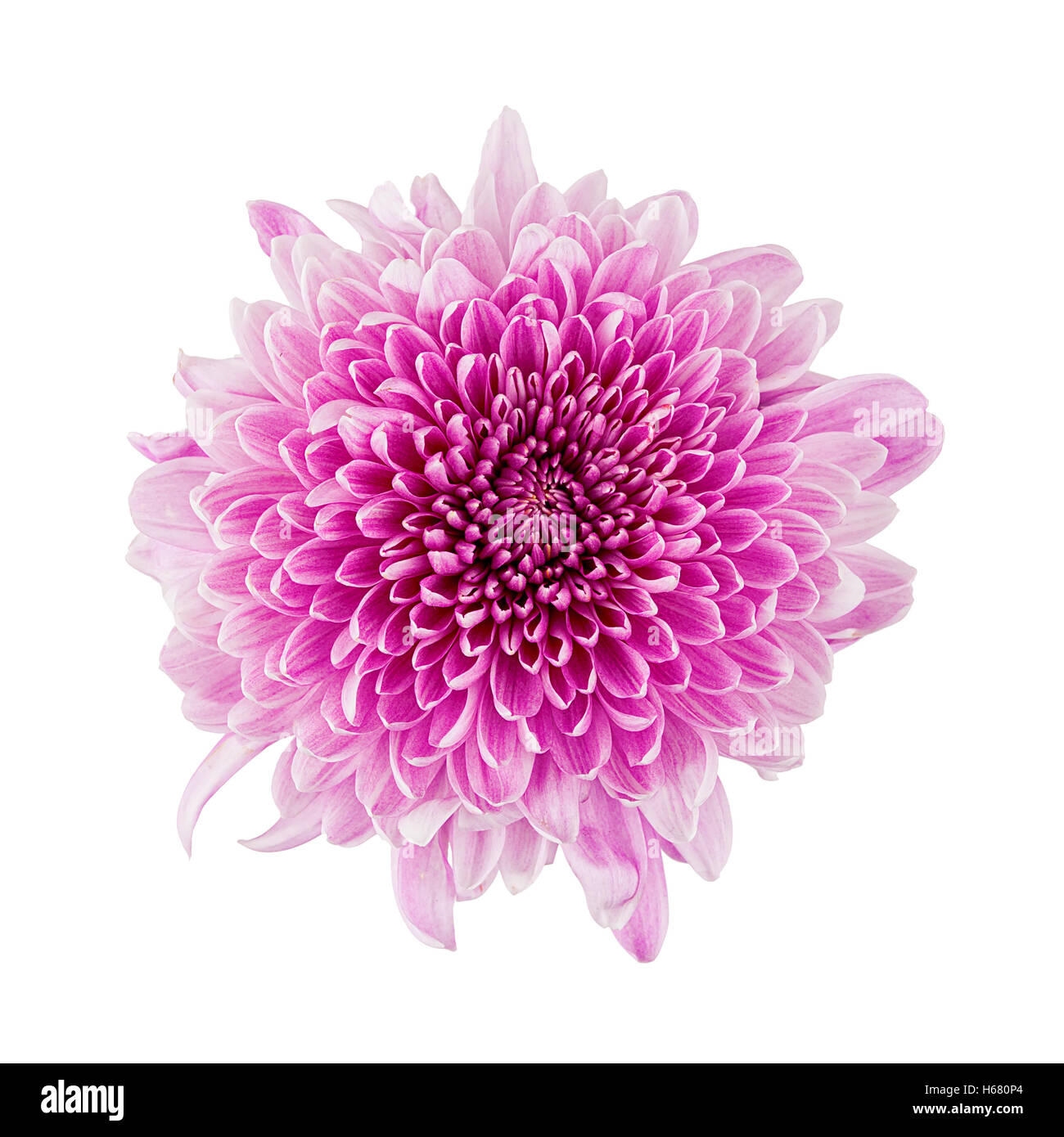 Chrysantheme rosa Blume Kopf Draufsicht isoliert Stockfoto