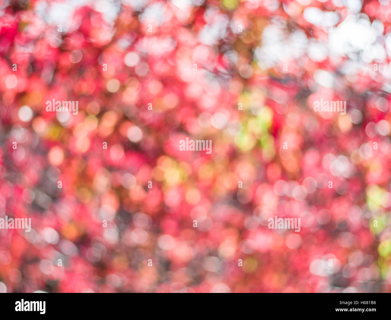 Verwischte rote Blätter. Natur Hintergrund. Stockfoto