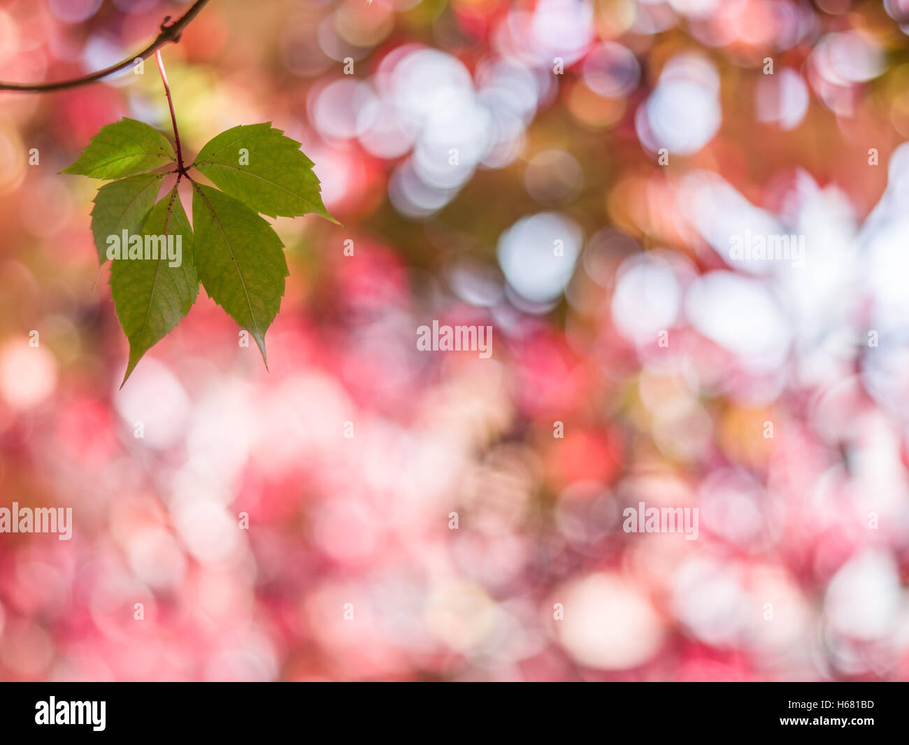 Verwischte rote Blätter. Natur Hintergrund. Stockfoto