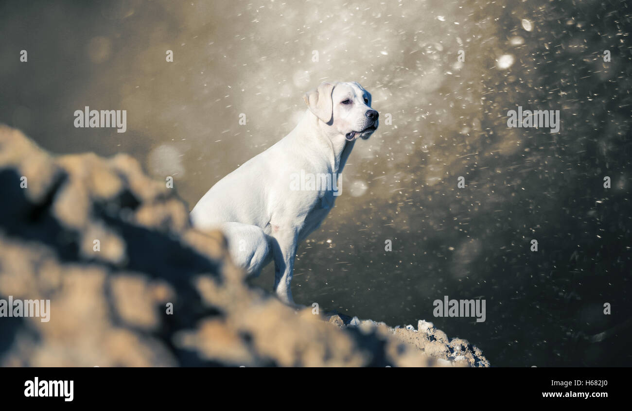 junger Labrador Retriever Hund Welpen auf einem Hügel - abstrakte stürmischen Hintergrund Stockfoto