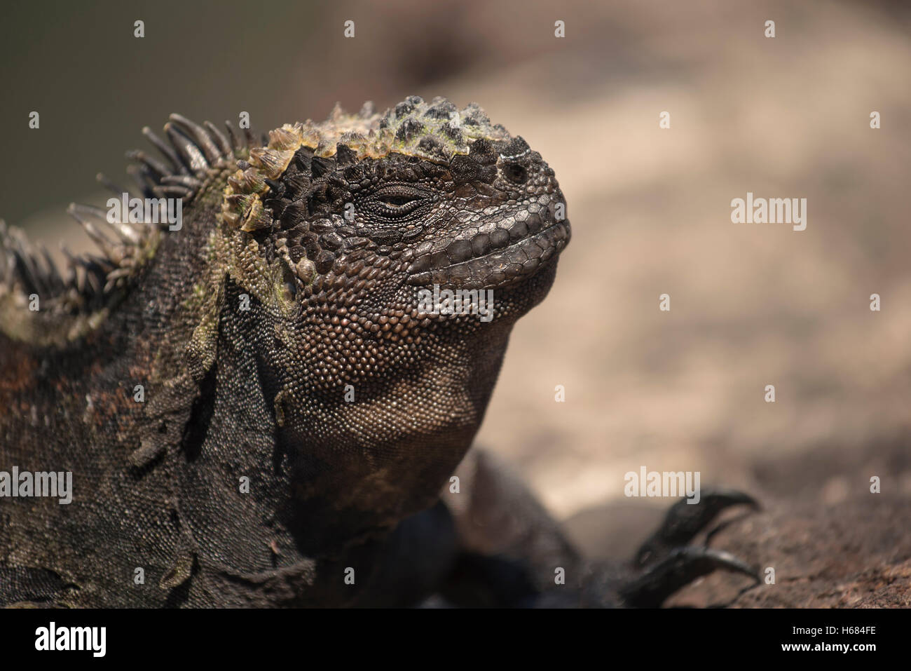 Schuss von wilden Eidechse ruhen im natürlichen Lebensraum auf Galapagos Insel, Wildlife Conservation Natur Szene hautnah. Stockfoto