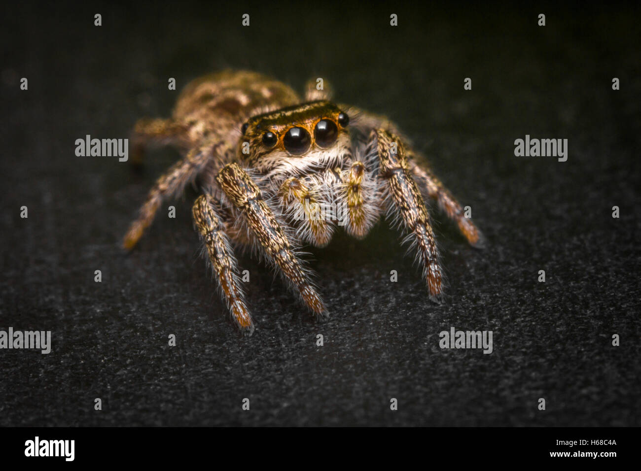 Super-Makro Nahaufnahme springen Spinne, Phidippus audax Stockfoto