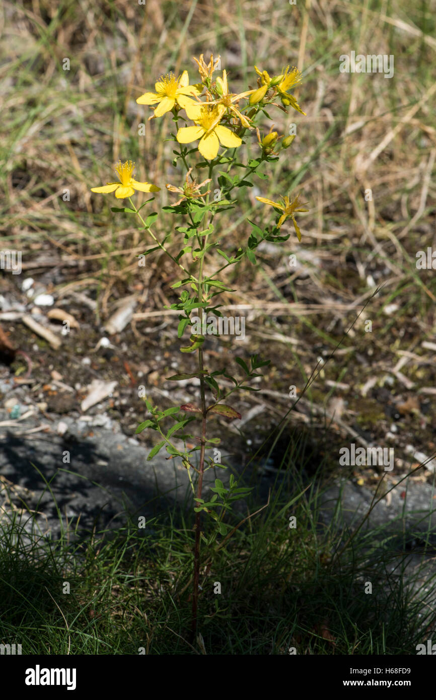 Hypericum Perforatum, Perforate St.-Johanniskraut, wächst auf Kreide Grünland, Surrey, UK. Juli. Stockfoto