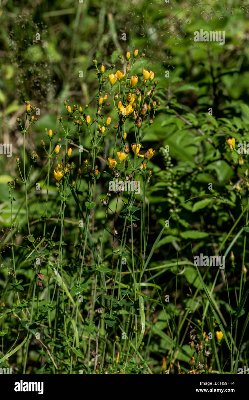Hypericum Pulchrum, schlanke St. Johns [Würze, wachsen auf Heideland, Surrey, UK. Juli. Stockfoto