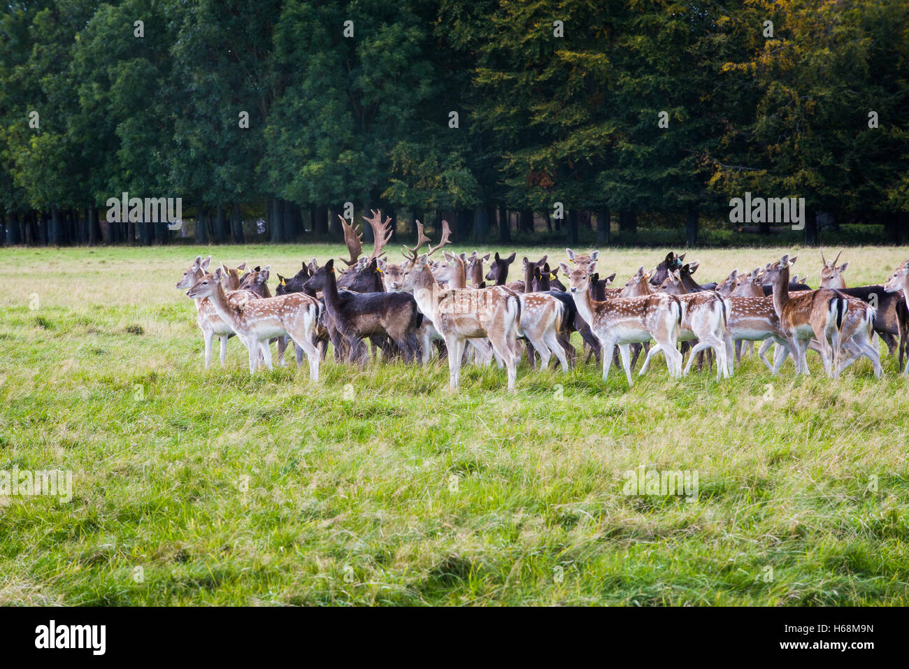 Hirsche im Phoenix Park, Dublin Stockfoto