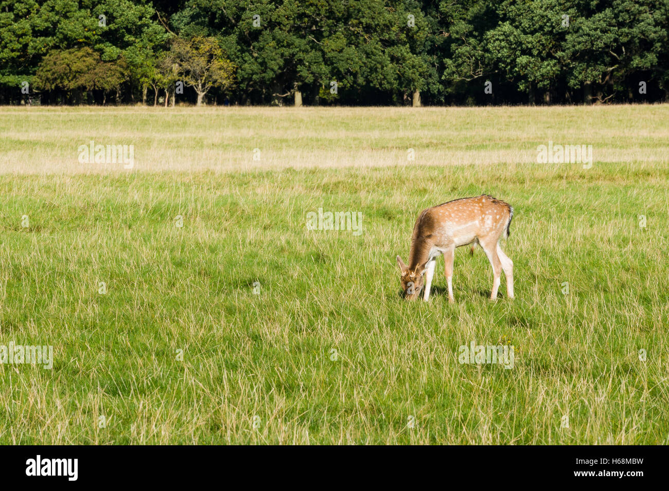 Hirsche im Phoenix Park, Dublin Stockfoto