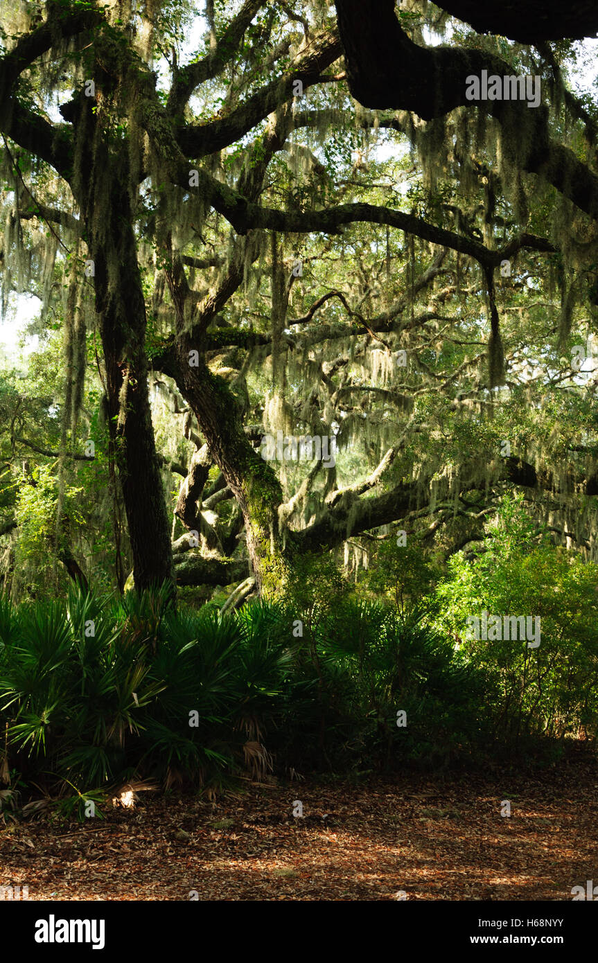 Tillandsia Usneoides: Spanish Moss von Bäumen hängen Stockfoto