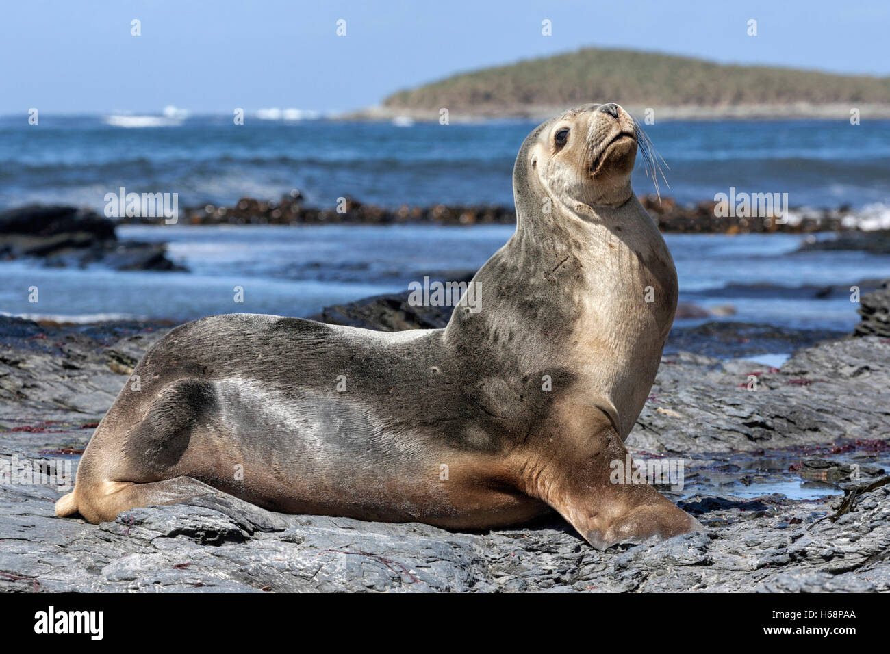 Südlichen oder südamerikanischen Seelöwen Kuh - Otaria flavescens Stockfoto