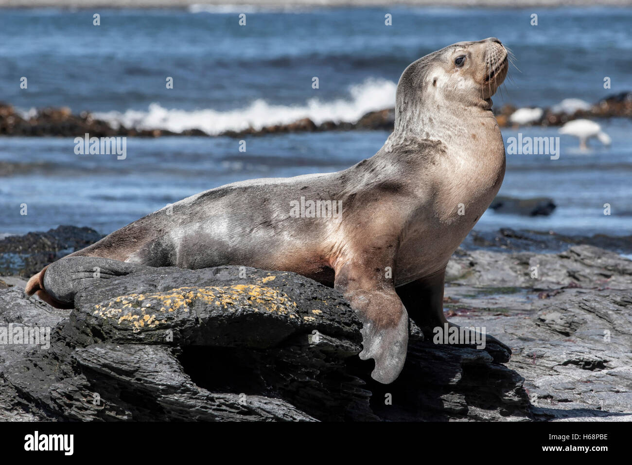 Südlichen oder südamerikanischen Seelöwen Kuh - Otaria flavescens Stockfoto