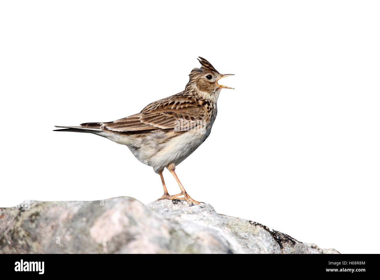 Feldlerche, Alauda Arvensis, Gesang, Schottland, Frühling Stockfoto