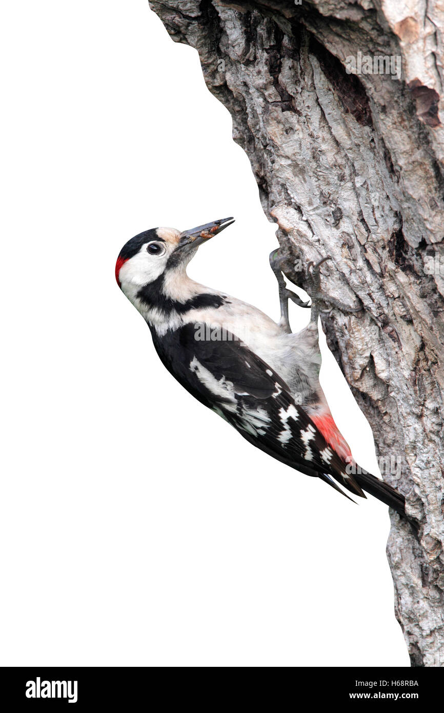 Syrische Specht Dendrocopos Syriacus, einzelnes Männchen am Nest, Bulgarien, Mai 2010 Stockfoto