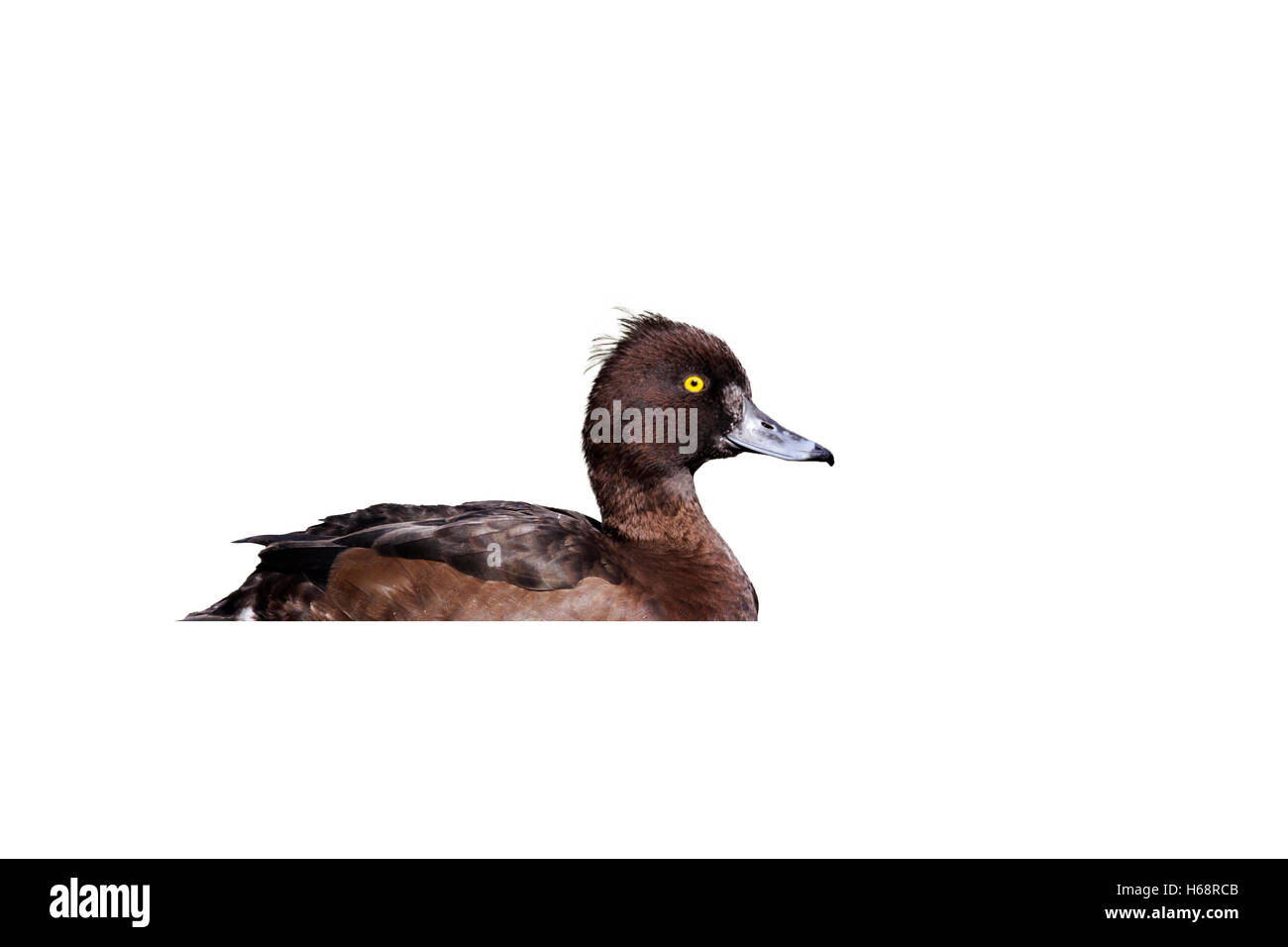 Reiherenten, Aythya Fuligula, einzelne Weibchen auf dem Wasser, London, April 2011 Stockfoto