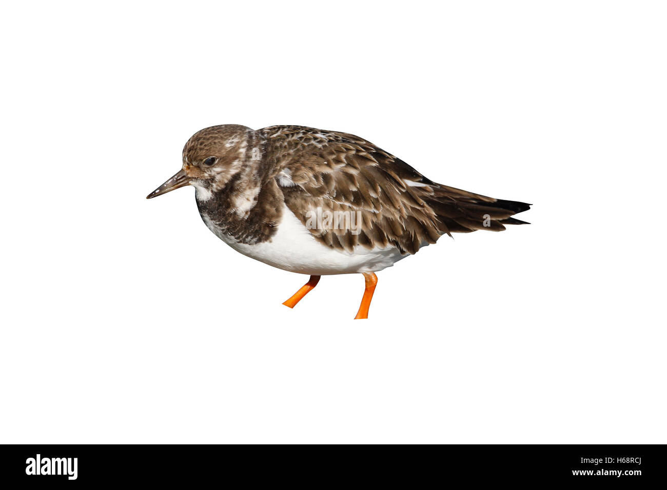 Steinwälzer, Arenaria Interpres, einziger Vogel auf Felsen auf dem Seeweg, New Jersey, USA, Winter Stockfoto