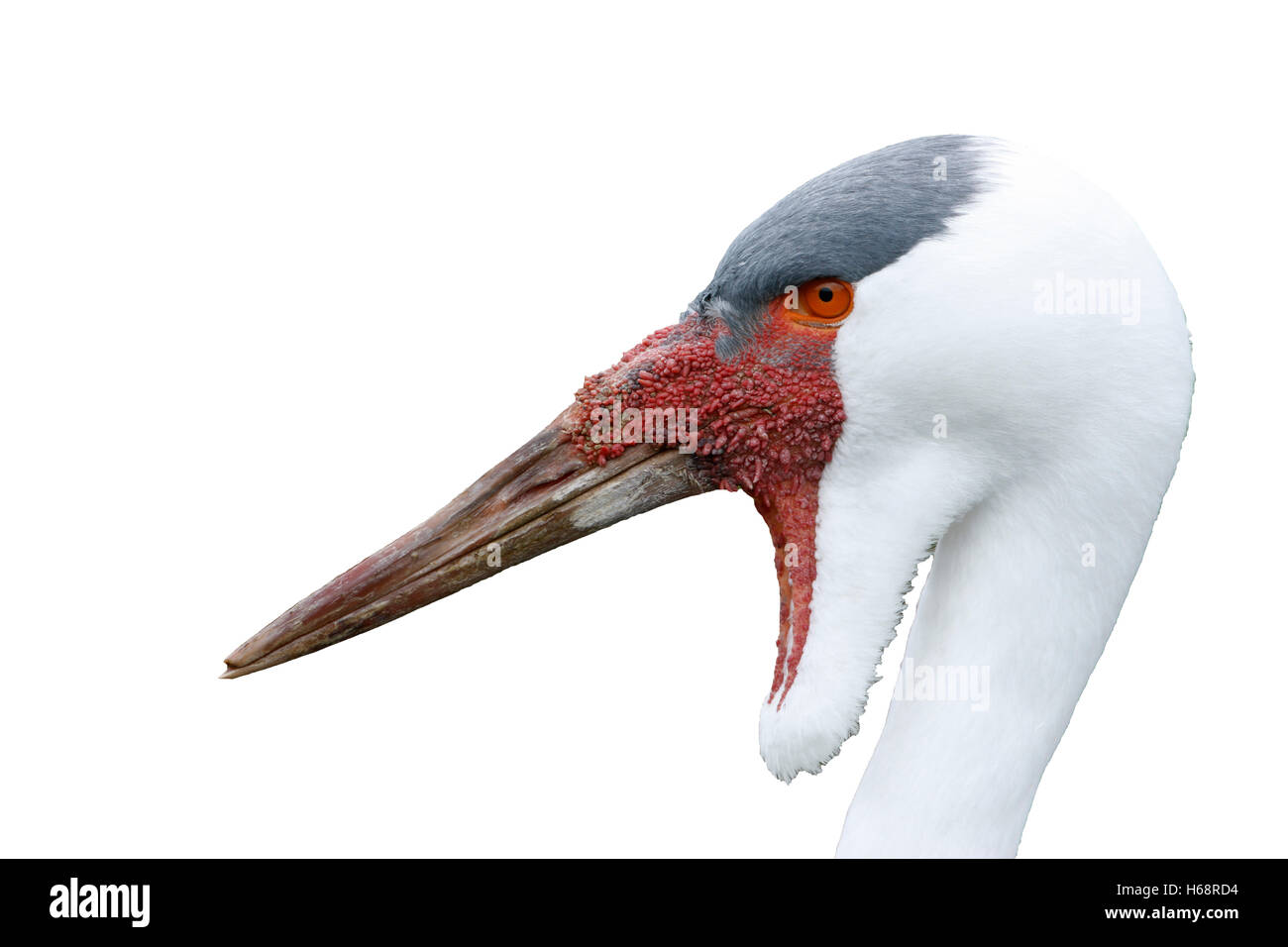 Flecht-, Kran, Grus Carunculatus, Kopf Detail, in Gefangenschaft Stockfoto