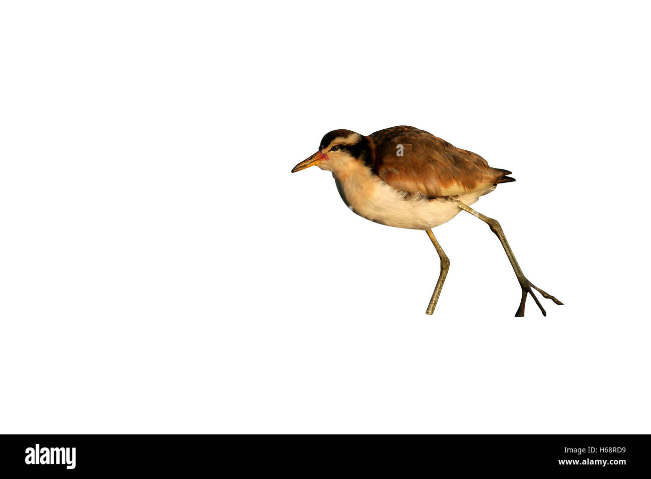 Wattled Jacana Jacana Jacana, einziger Vogel im Wasser, Brasilien Stockfoto