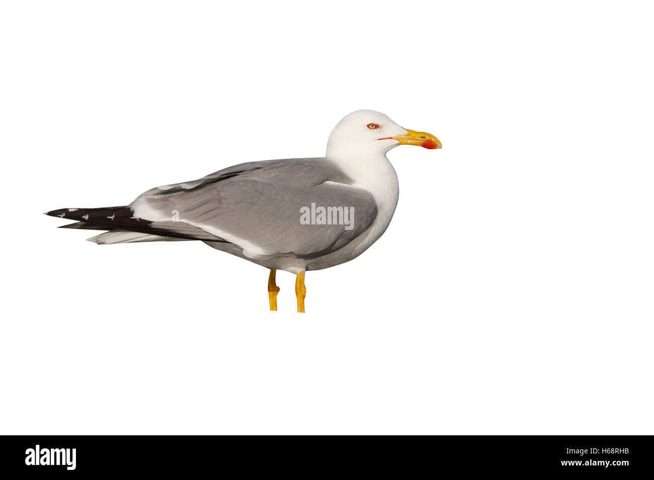 Gelb-legged Möve, Larus Cachinnans, Frankreich Stockfoto