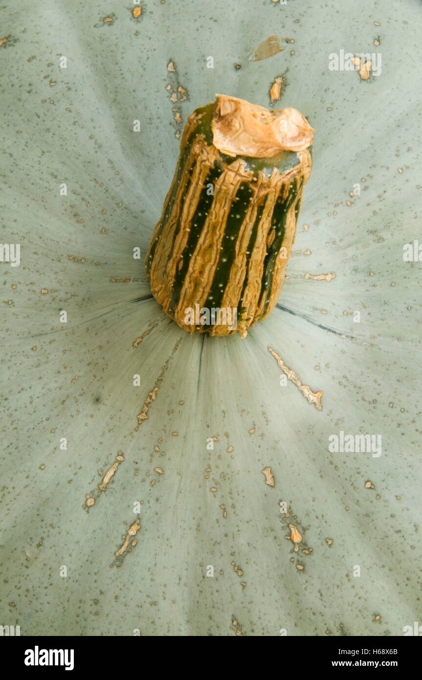 Süße Fleisch Squash, Marion County, Oregon Stockfoto