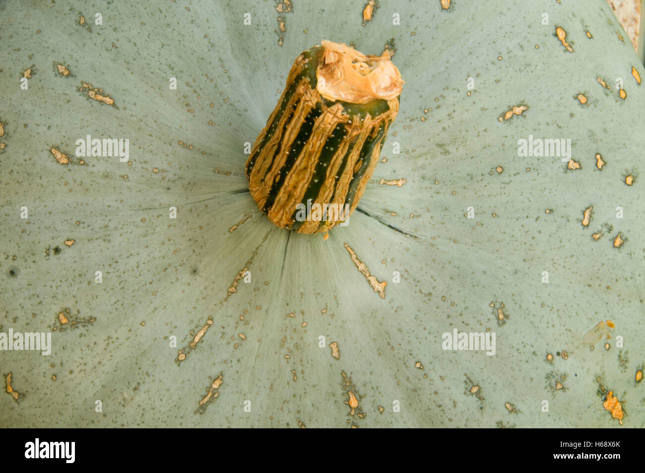 Süße Fleisch Squash, Marion County, Oregon Stockfoto