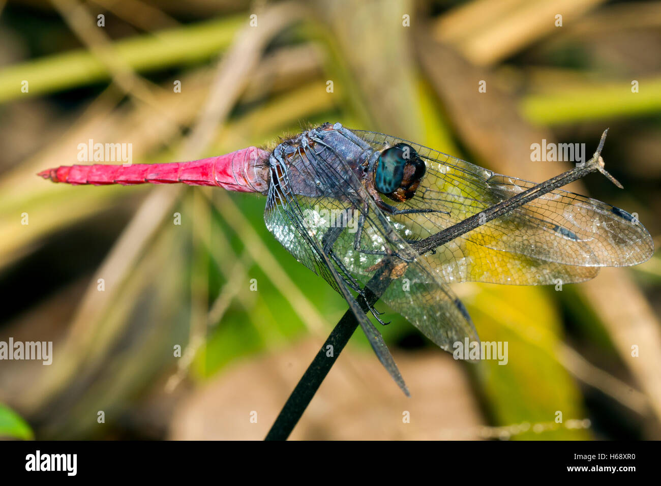 Crimson-tailed Marsh Hawk (Orthetrum Pruinosum Neglectum), Mae Wong Nationalpark, Kamphaeng Phet, Thailand Stockfoto