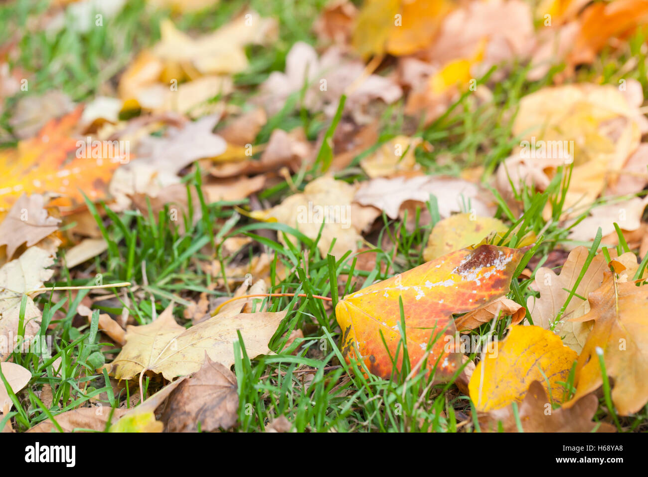 Herbstliche Laub lag auf dem grünen Rasen im Sonnenlicht, natürliche Makrofoto mit Tiefenschärfe und flachen DOF Stockfoto