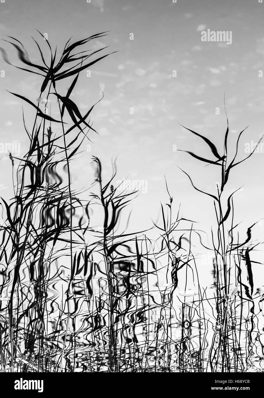 Abstrakte natürlichen Hintergrund, vertikale Foto der Küste Schilf Reflexionen in noch Seewasser. Selektiven Fokus Stockfoto