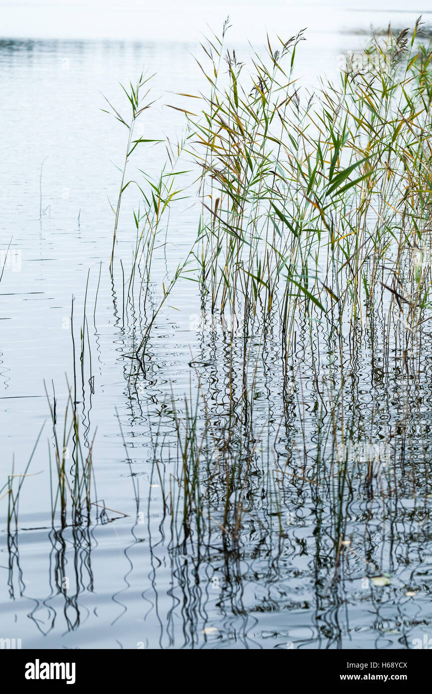 Natürlichen Hintergrund, vertikale Foto mit Küsten Reed und noch Wasser des Sees. Selektiven Fokus Stockfoto