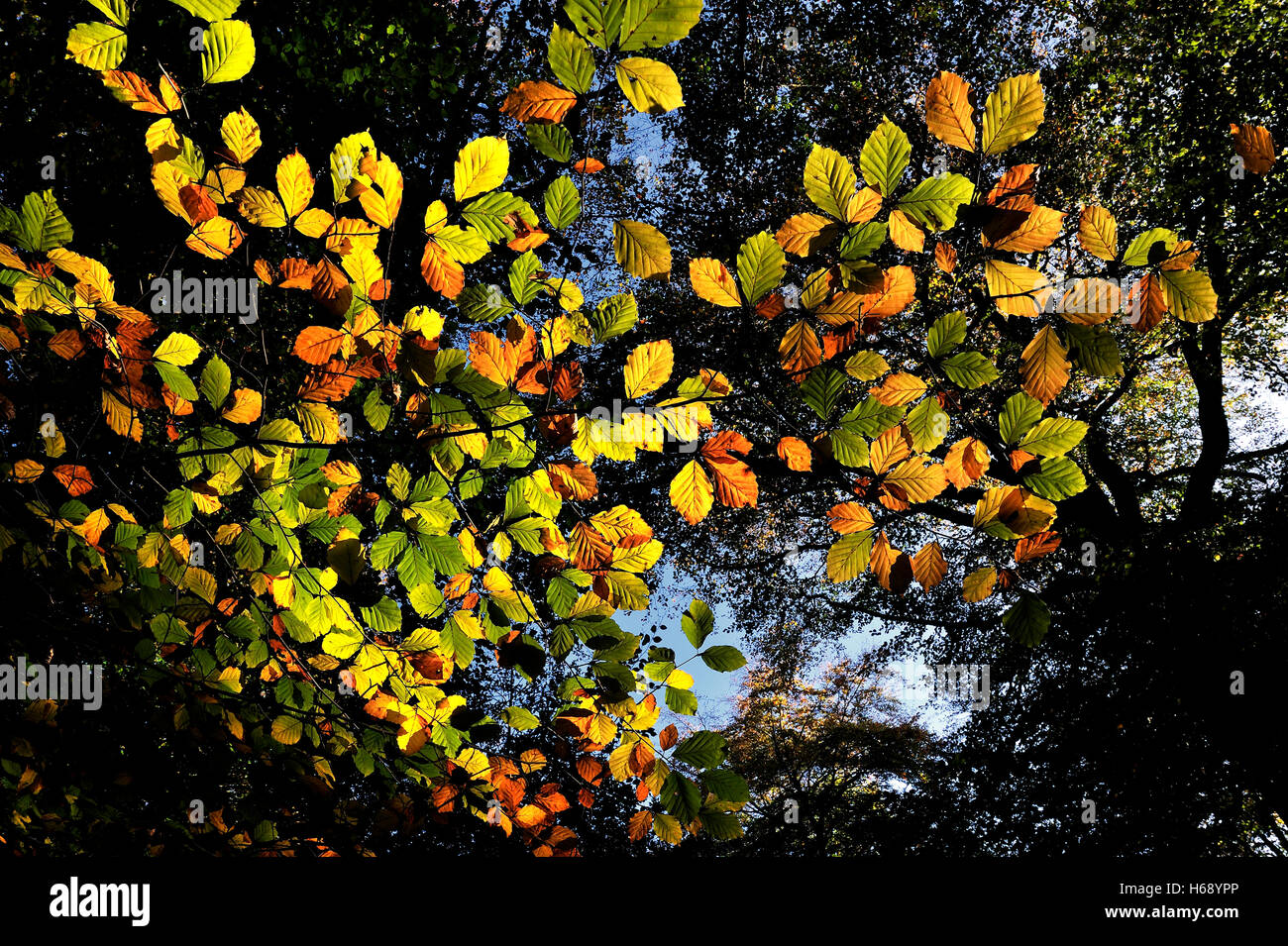 Herbstlaub im Epping Forest, Essex, England, Vereinigtes Königreich, Europa Stockfoto