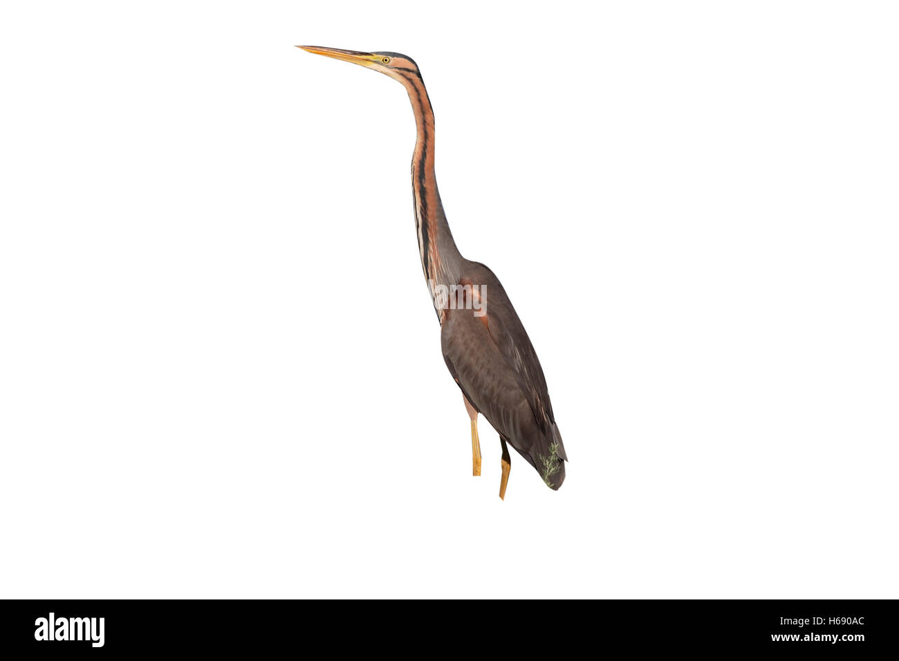 Purpurreiher, Ardea Purpurea, einziger Vogel durch Wasser, Rumänien, Juni 2016 Stockfoto