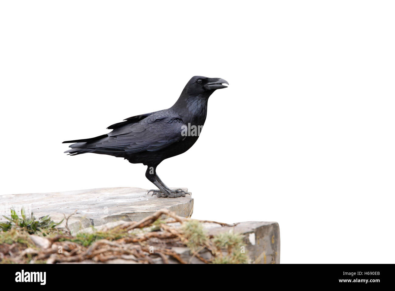 Rabe, Corvus Corax. Spanien, winter Stockfoto