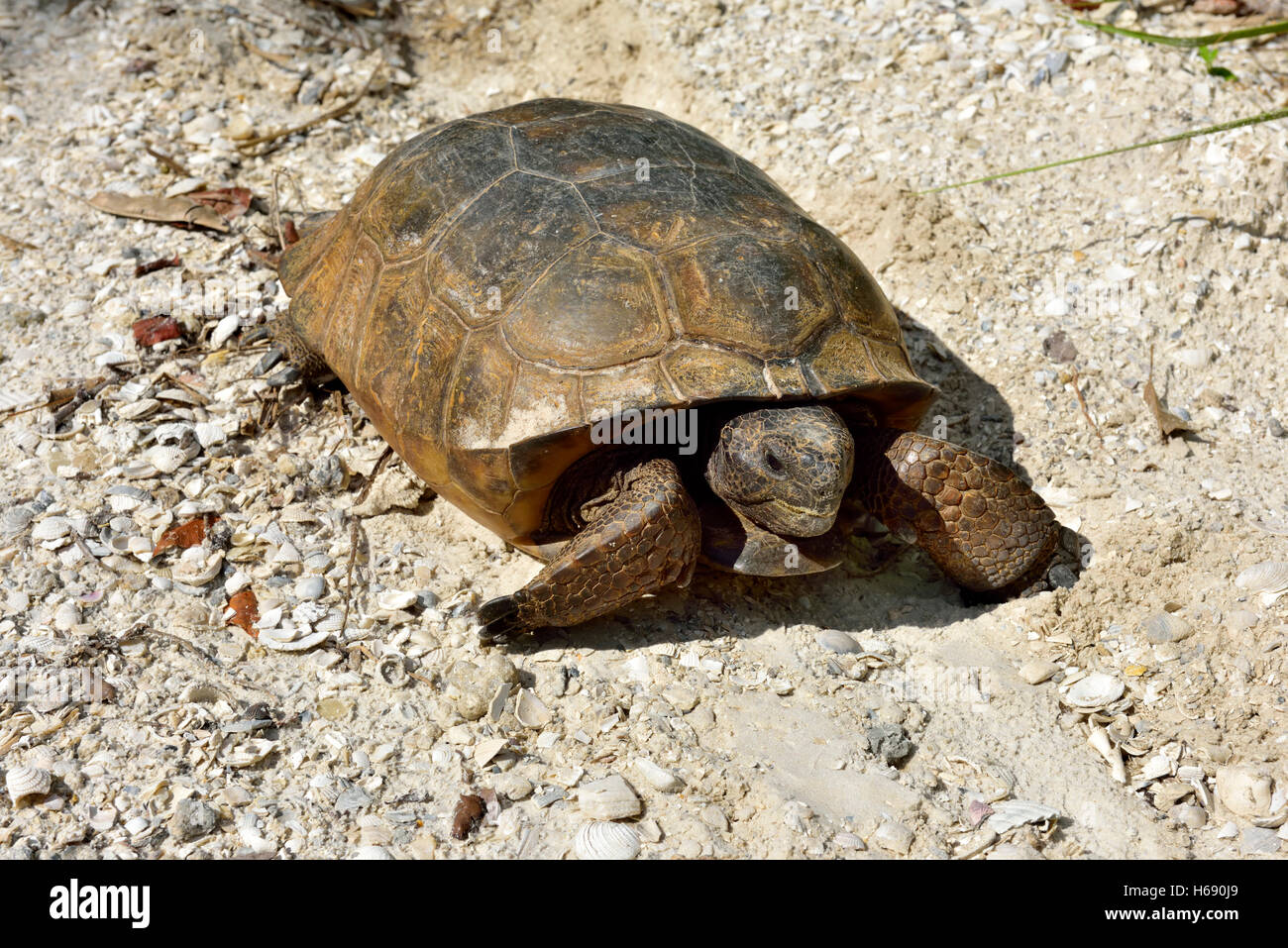 Gopher-Schildkröte (Gopherus Polyphemus) in freier Wildbahn Stockfoto