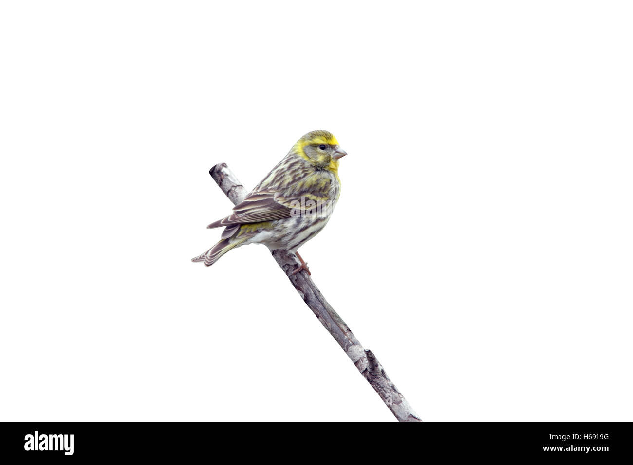 Serin, Serinus Serinus, männlichen Zweig, Spanien, Feder Stockfoto