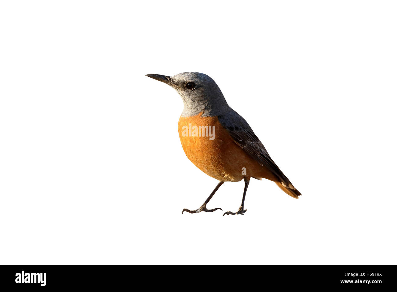 Schlangenadler Rock-Soor, Monticola Brevipes, einziger Vogel am Boden, Südafrika, August 2015 Stockfoto