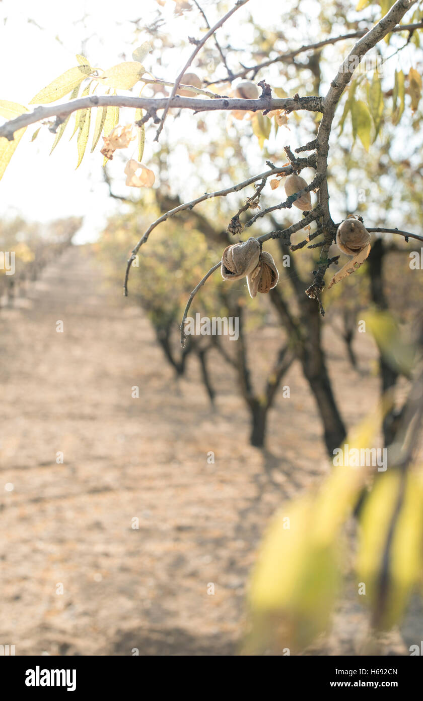 Mandelbaum-Zweig mit Früchten auf Sonnenuntergang. Hintergrundbeleuchtung Stockfoto