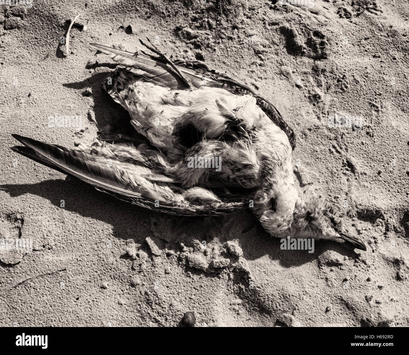 Am Strand, Langeoog. Deutschland Deutschland. Eine tote Seevögel gefunden am Sandstrand. Es ist ein Sonniger Tag verursacht starke Schatten und hohen Kontrast in den Sand. Stockfoto