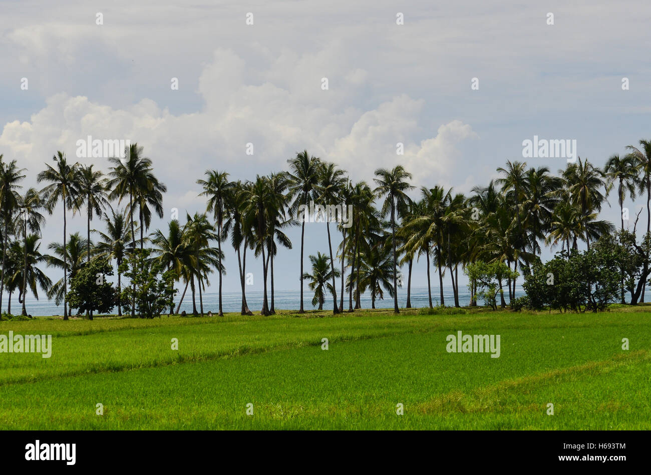 Üppige grüne Reisfelder nahe am Meer in Occidental Mindoro, Philippinen. Stockfoto