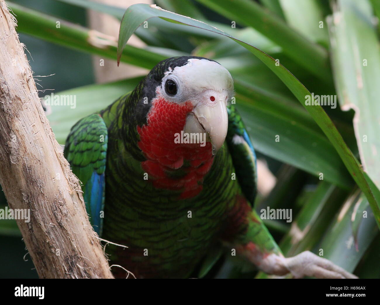Temperamentvolle männliche kubanischen Amazon Parrot, aka Rose-throated Papageien (Amazona Leucocephala) vor der Kamera Stockfoto