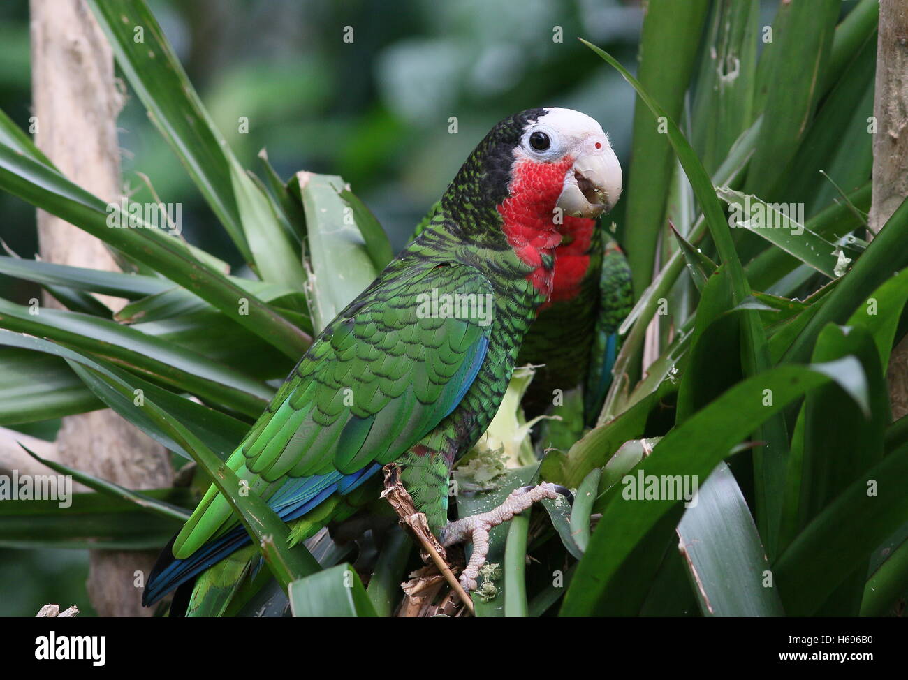 Nahrungssuche kubanischen Amazon Parrot, aka Rose-throated Papageien (Amazona Leucocephala) Stockfoto