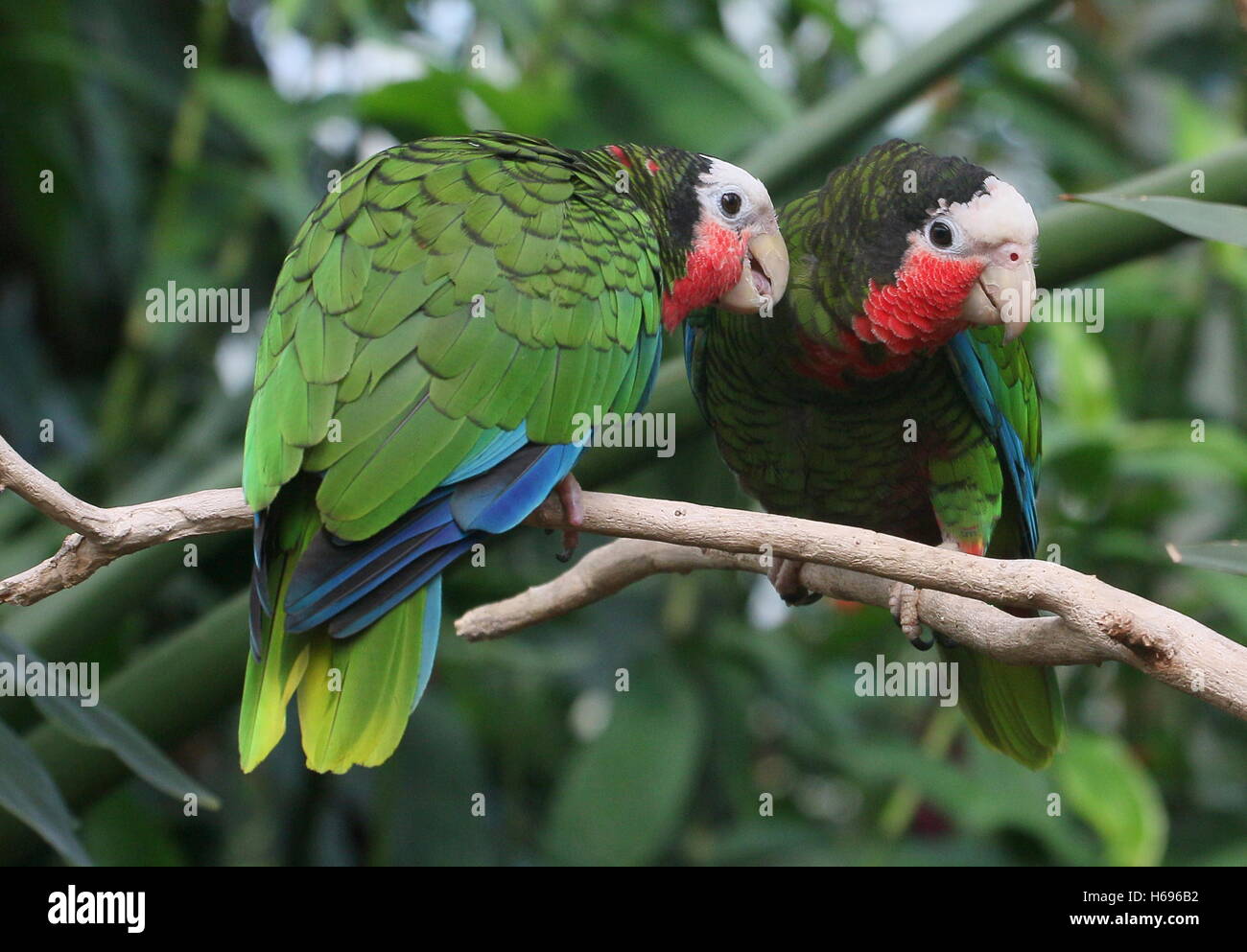Liebevolle kubanischen Amazon-Papageien, aka Rose-throated Papageien (Amazona Leucocephala) Stockfoto