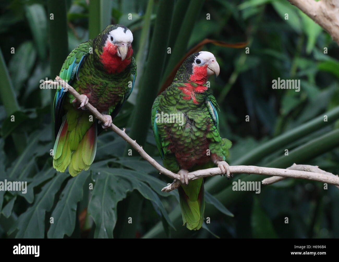 Paar von kubanischen Amazon Papageien, aka Rose-throated Papageien (Amazona Leucocephala) Stockfoto